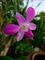 flower_005
